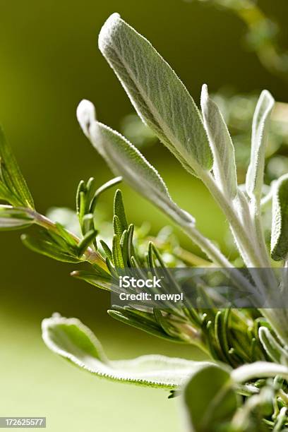 Closeup Image Of Herbs On Vine Stock Photo - Download Image Now - Sage, Concepts, Extreme Close-Up