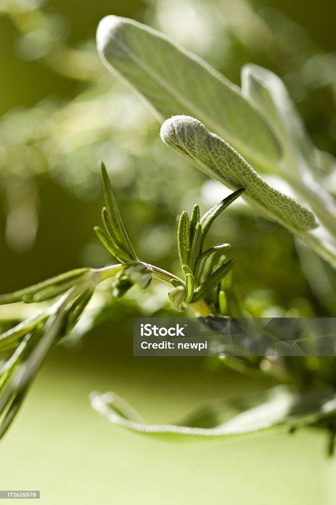 Mélange d'herbes fraîches - Photo de Aliments et boissons libre de droits