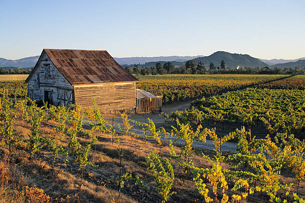 viñedos de granja - california napa valley vineyard farmhouse fotografías e imágenes de stock
