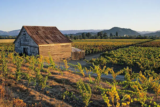 "A farmhouse surrounded by the vineyards of Dry Creek Valley (Sonoma County, California)."