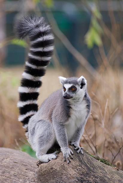 Furry lemur perched on rock looking into the distance a ring-tailed lemur (Lemur catta) sitting on a trunk. lemur catta stock pictures, royalty-free photos & images