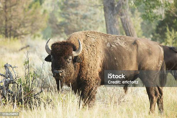 Bisonte Americano Foto de stock y más banco de imágenes de Aire libre - Aire libre, Animales salvajes, Bisonte Americano