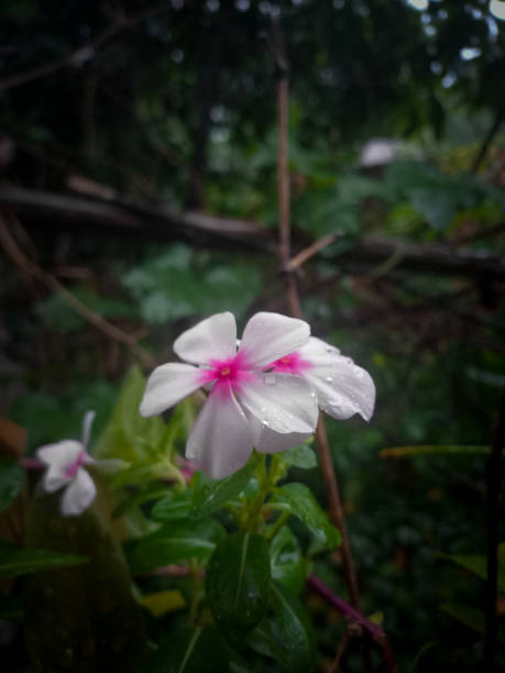 A beautiful White flower in a jungle of rainy day.