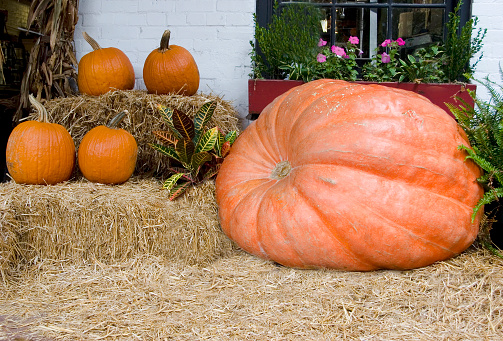 Giant pumpkin - contest winner for the largest pumpkin of 2006 in Chatham County, GA.