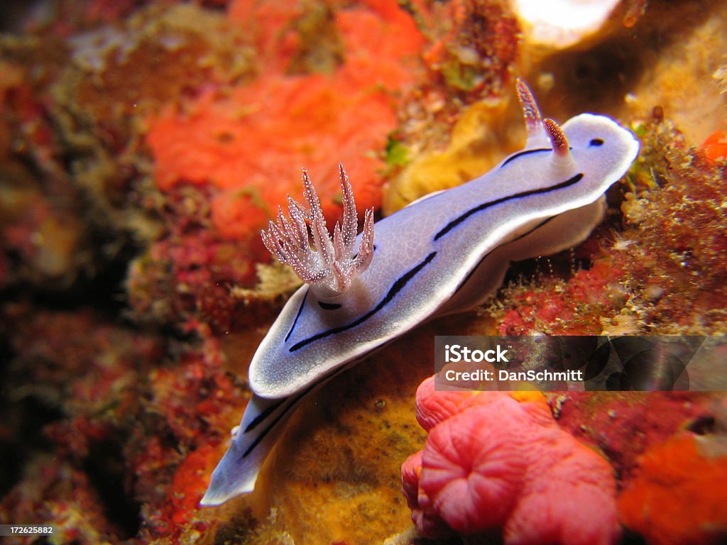 Nudibranch Across the Reef A nudibranch (nudi = naked, branch = gills) with is gills out crosses the reef to feed. Nudibranch Stock Photo