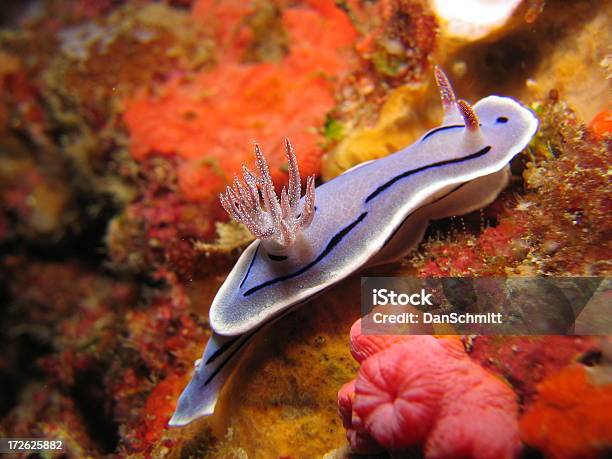 Nudibranch Across The Reef Stock Photo - Download Image Now - Nudibranch, Animal, Crawling