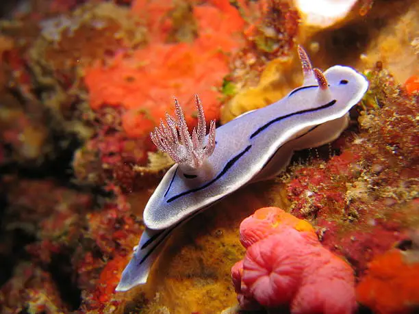 A nudibranch (nudi = naked, branch = gills) with is gills out crosses the reef to feed.