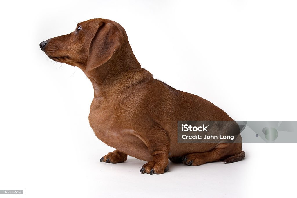 Mini perro Daschund aislado - Foto de stock de Animal libre de derechos