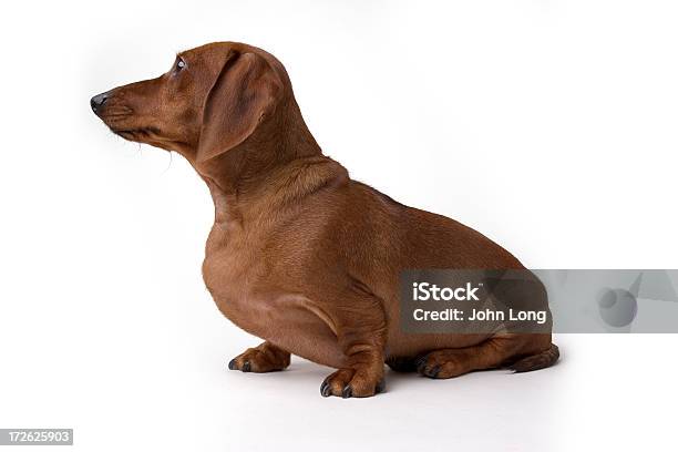 Mini Perro Daschund Aislado Foto de stock y más banco de imágenes de Animal - Animal, Cabello corto, Cachorro - Perro