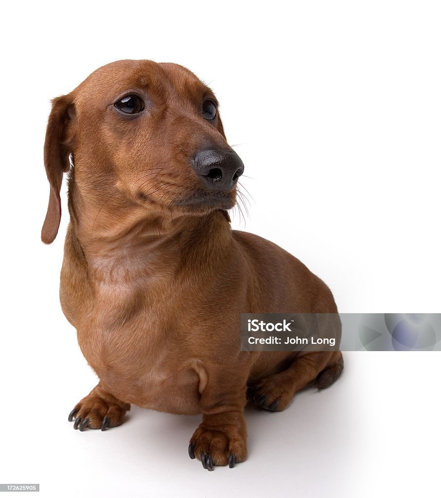 Isolé Mini Daschund chien - Photo de Canidés libre de droits