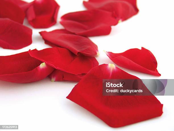 빨간 장미 꽃잎 0명에 대한 스톡 사진 및 기타 이미지 - 0명, 가까운, 귀여운