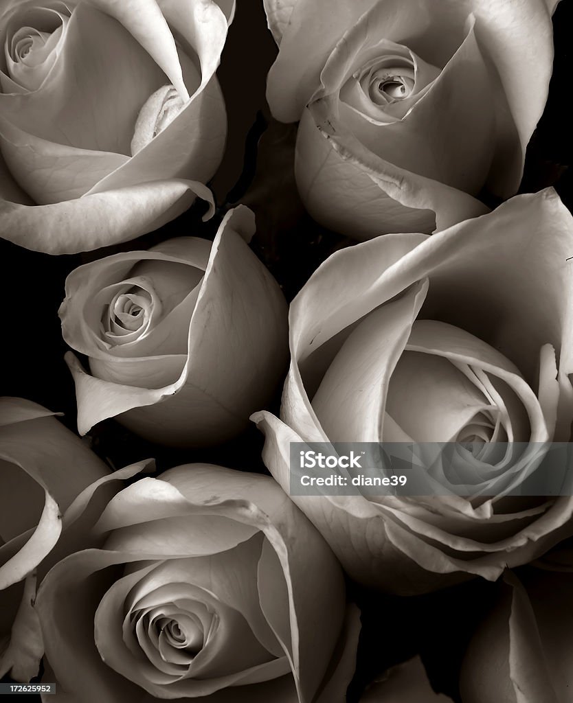 Motif de roses - Photo de Amour libre de droits