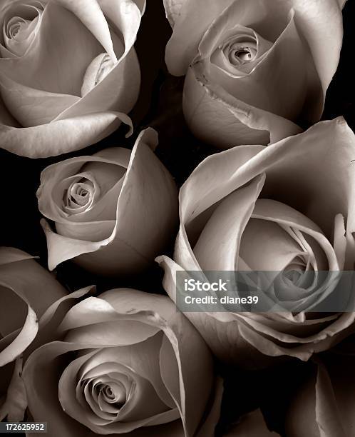 Photo libre de droit de Motif De Roses banque d'images et plus d'images libres de droit de Amour - Amour, Bouquet formel, Cadeau