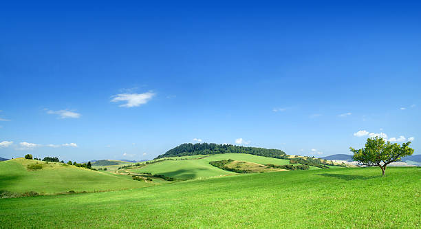 istock Green field landscape on a clear day 172626101