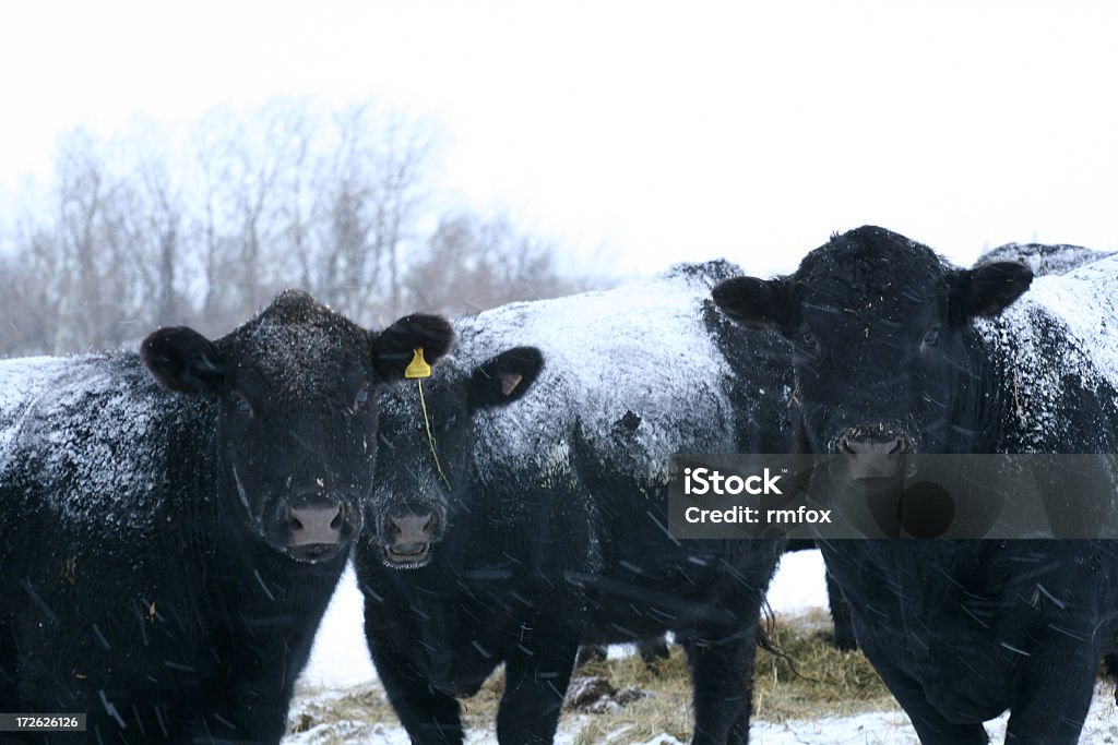 Las vacas frío - Foto de stock de Color negro libre de derechos
