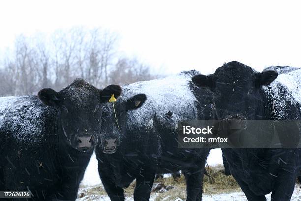 Foto de Vacas Frio e mais fotos de stock de Cor Preta - Cor Preta, Fêmea de mamífero, Gado Doméstico Bovino