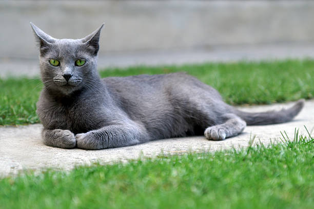 Il Gatto - foto stock