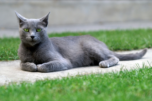 beautiful grey cat laying on the ground
