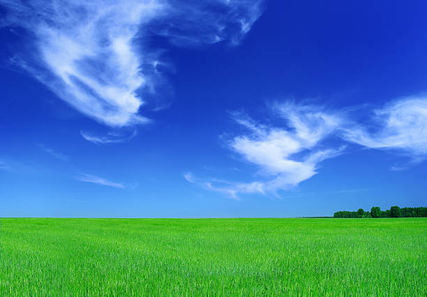 istock Green field and lonely tree - Landscape 172626175