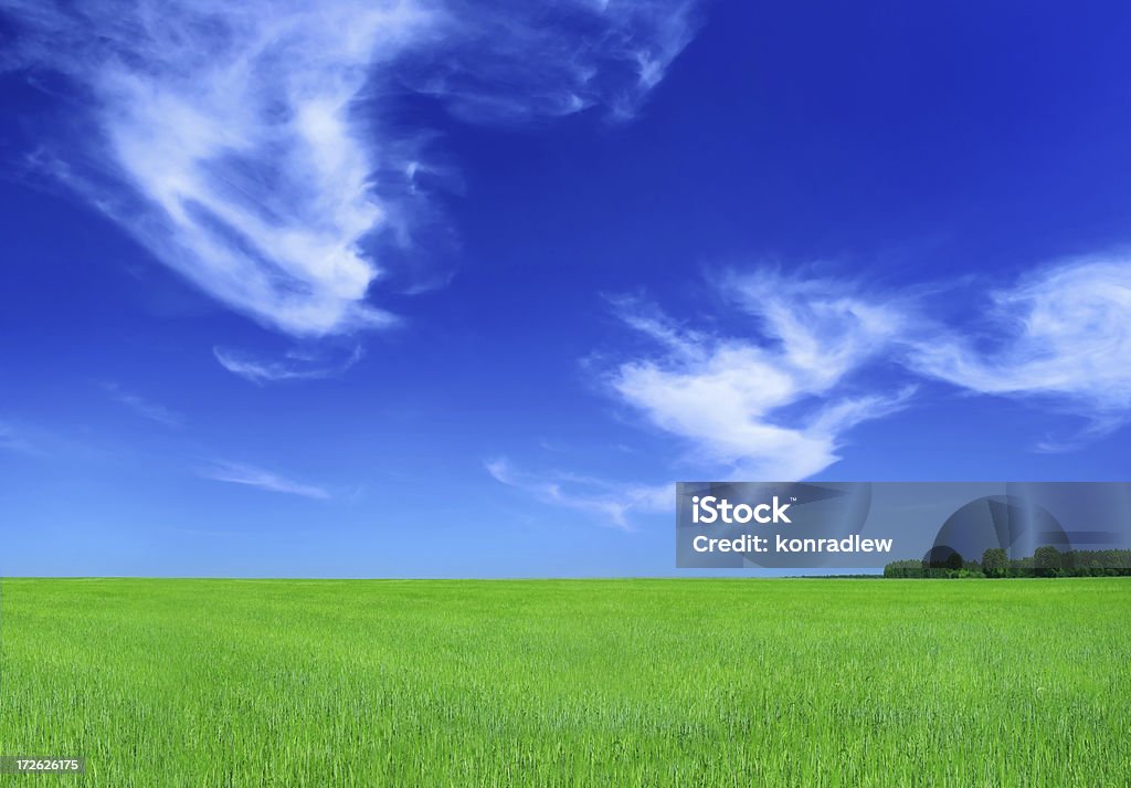 Зеленое поле и lonely tree-пейзаж - Стоковые фото Весна роялти-фри