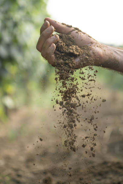 istock Images from the vineyards, grapes, leaves, vine, soil 1726262029