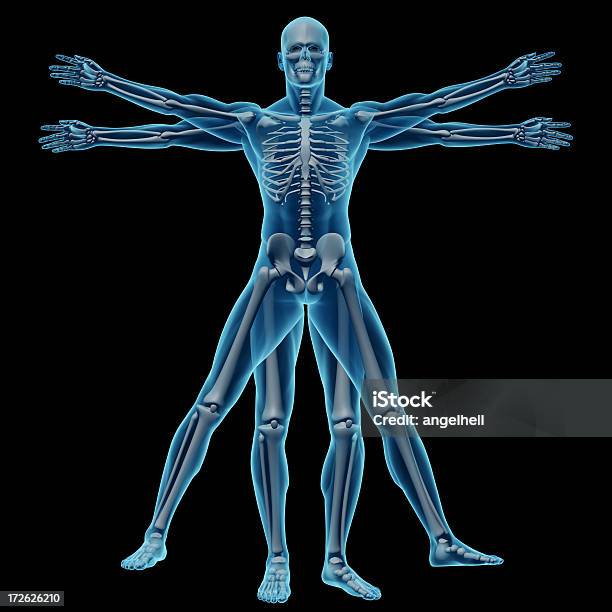 Foto de Homem Vitruviano Esqueleto Com e mais fotos de stock de Imagem de raios X - Imagem de raios X, Corpo humano, Esqueleto Humano
