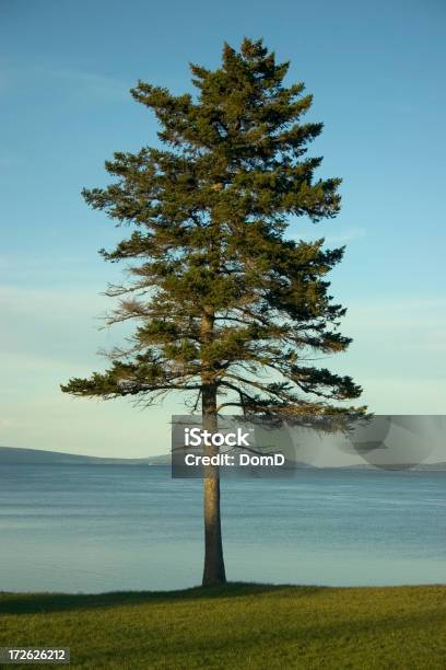 Lone Tree O Zachodzie Słońca - zdjęcia stockowe i więcej obrazów Bez ludzi - Bez ludzi, Brzeg wody, Czas