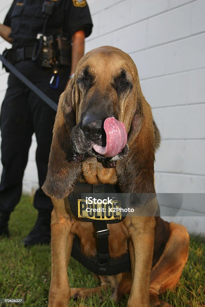 Polizia Bloodhound - Foto stock royalty-free di Addestratore di cani-poliziotto
