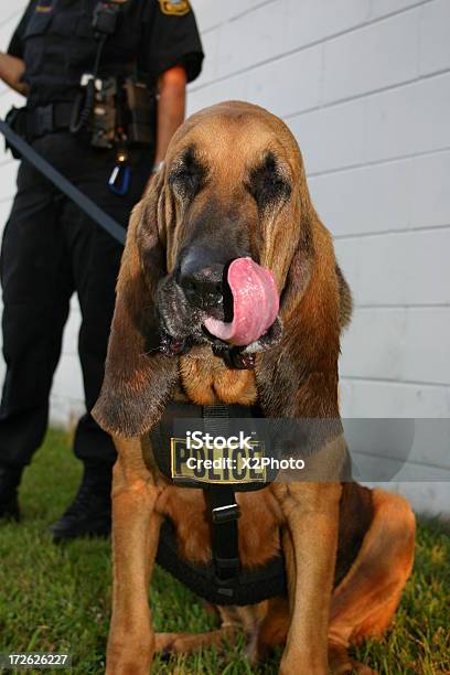 Foto de Polícia Cão De Caça e mais fotos de stock de Treinador de Cachorro Policial - Treinador de Cachorro Policial, Cão de Caça, Boca Animal