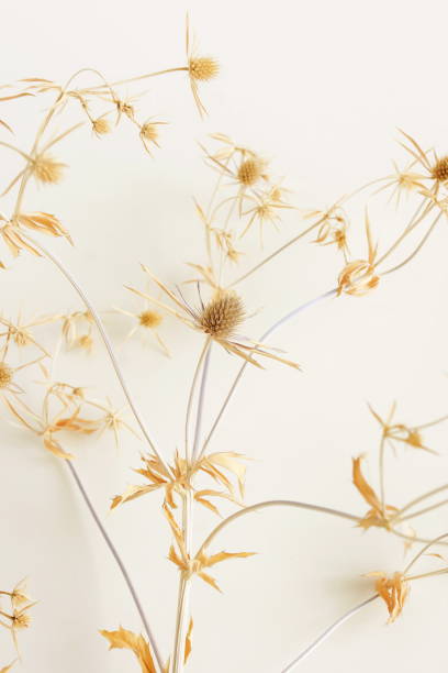 istock Dry Grass Branches on white background close up.  Floral card.Botanical Poster 1726262729