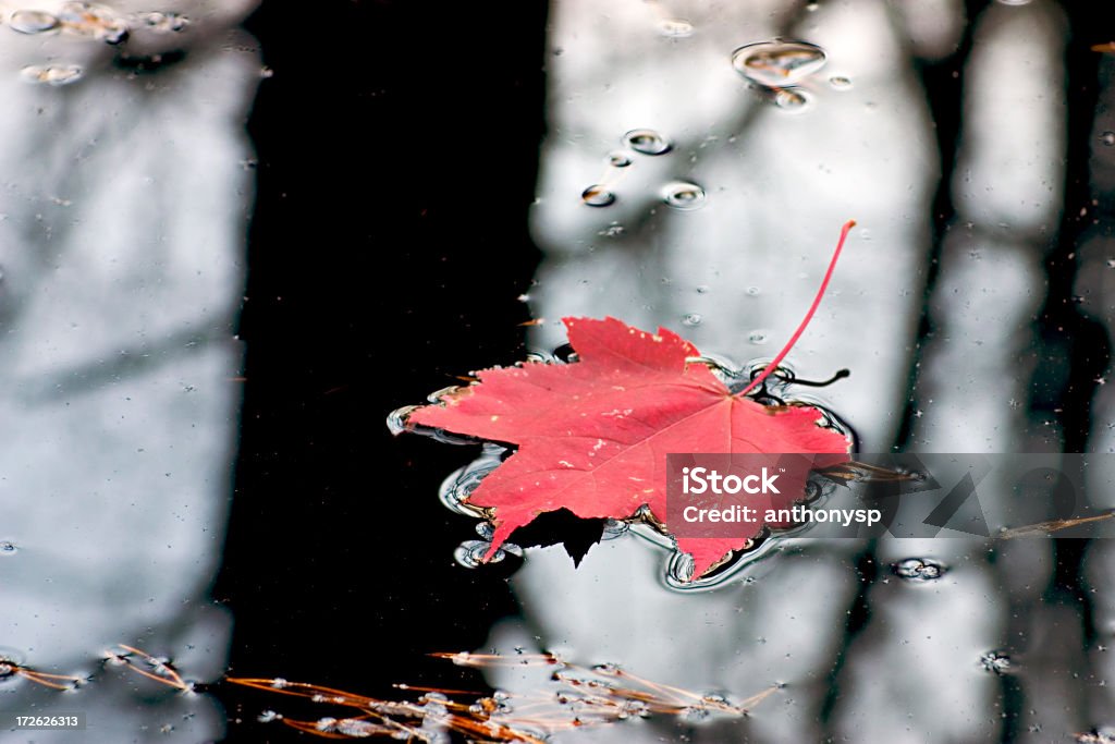 L'automne float - Photo de Arbre libre de droits