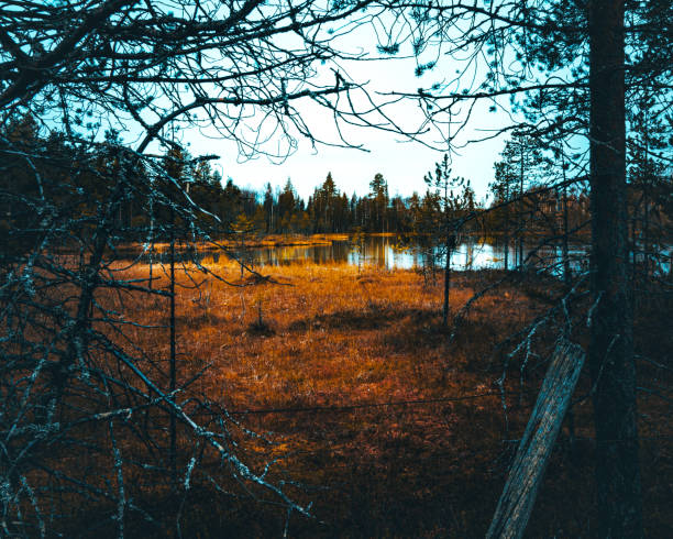 istock Autumn colors in northern Forrest 1726263733