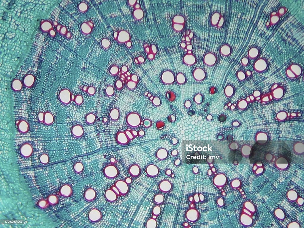 Pine hoja observaron bajo el microscopio. - Foto de stock de Ciencia libre de derechos