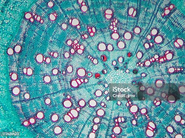 Pine Hoja Observaron Bajo El Microscopio Foto de stock y más banco de imágenes de Ciencia - Ciencia, Naturaleza, Célula