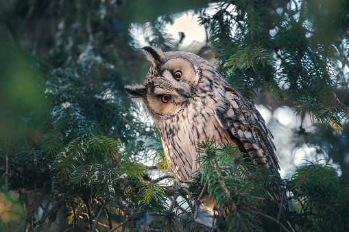 A Long-eared Owl (Asio otus)  perched and resting in a tree, bird of prey.