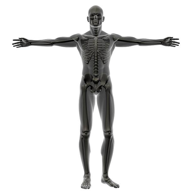 menschlichen körper eines mannes mit skelett für studie - arms outstretched men anatomy front view stock-fotos und bilder