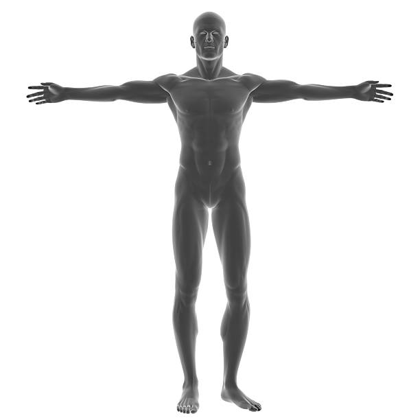 menschlichen körper eines mannes für studie - arms outstretched men anatomy front view stock-fotos und bilder