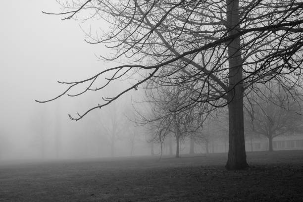 istock winter woodland scenic 172626470