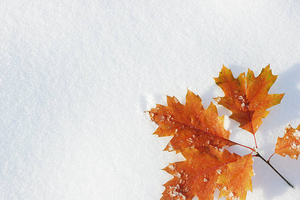 A red autumn maple leaf in the snow. Copy space available.