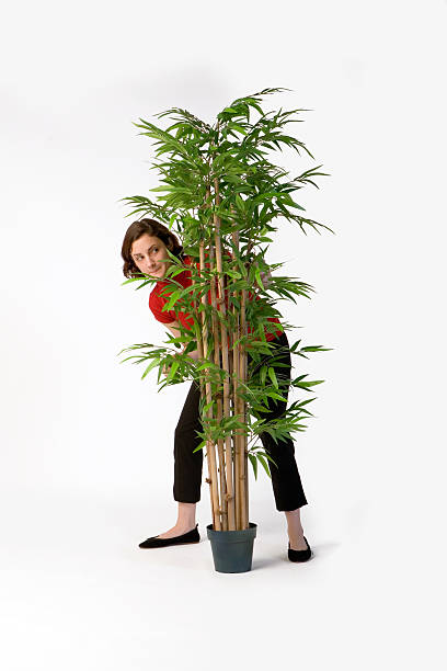Young Woman Hiding Behind a Houseplant stock photo