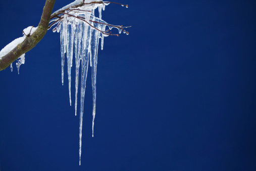 Photo of icicles hanging from a maple branch against a blue backdrop.