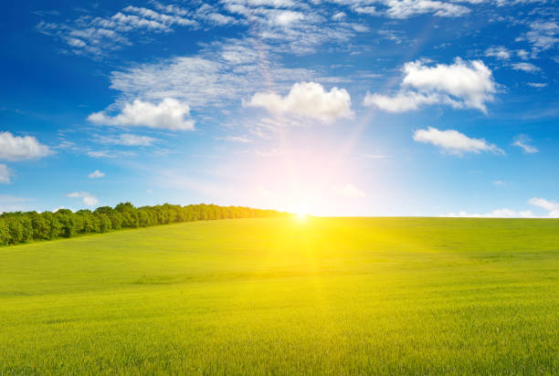 istock Dawn over green wheat field and blue sky. 1726266086