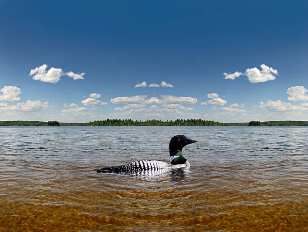 Common Loon in the Boundary Waters Canoe Area Solitary Loon on Crooked Lake. Expansive view, great sky. Large File. Please see portfolio for similar photos. boundary waters canoe area stock pictures, royalty-free photos & images