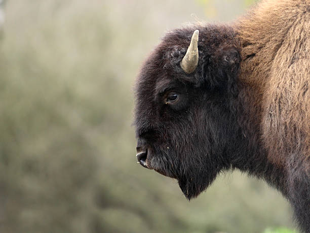 American Bison stock photo