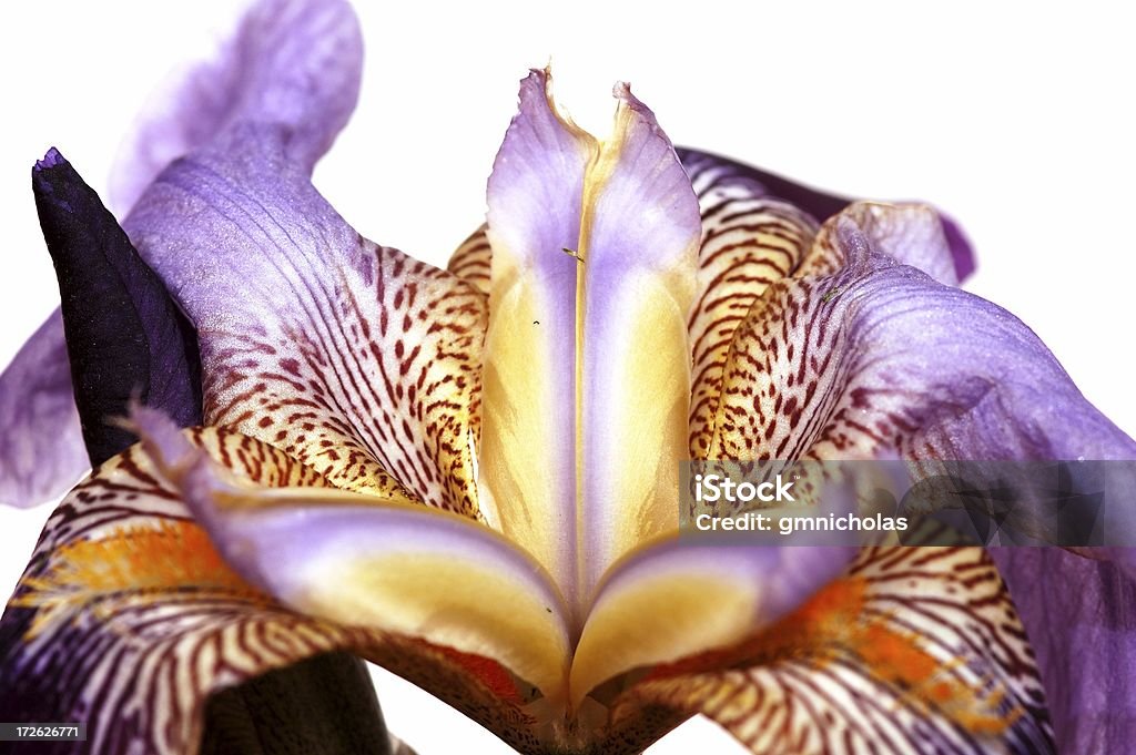 - iris - Lizenzfrei Iris - Pflanze Stock-Foto