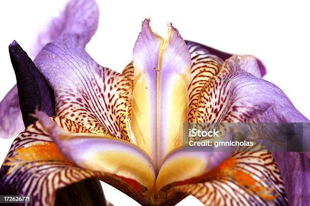 Iris Stockfoto und mehr Bilder von Iris - Pflanze - Iris - Pflanze, Weißer Hintergrund, Blume