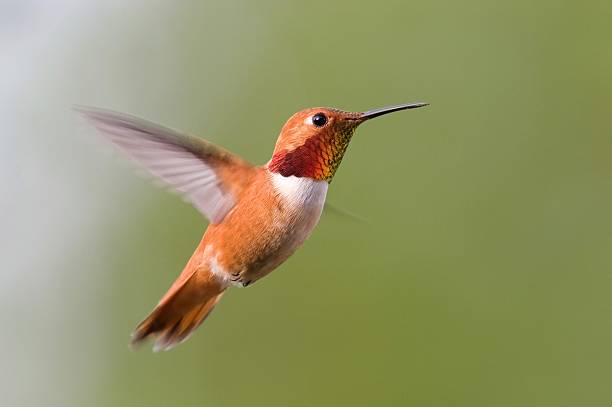 istock Rufous Hummingbird in Flight - Male 172626772