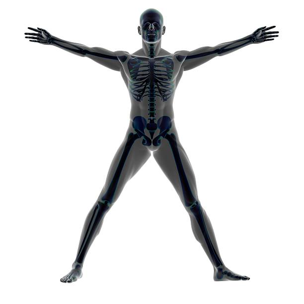 menschlichen körper eines mannes mit skelett für studie - arms outstretched men anatomy front view stock-fotos und bilder