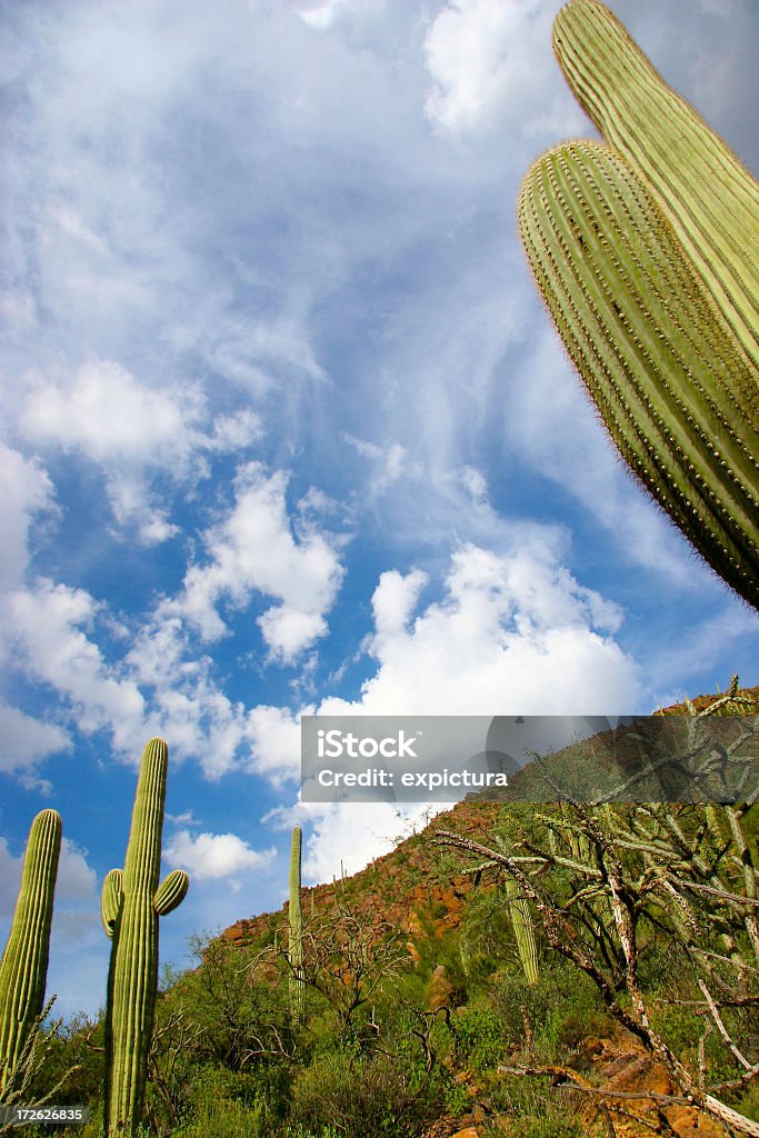 Nubes y cielo de Arizona Saguaro - Foto de stock de Aire libre libre de derechos