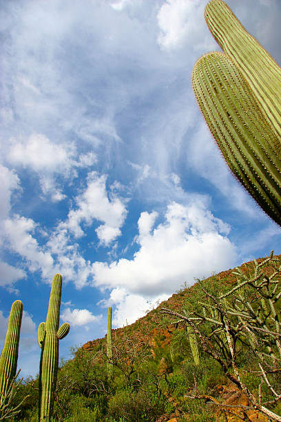 Arizona Clouds and Saguaro Sky stock photo